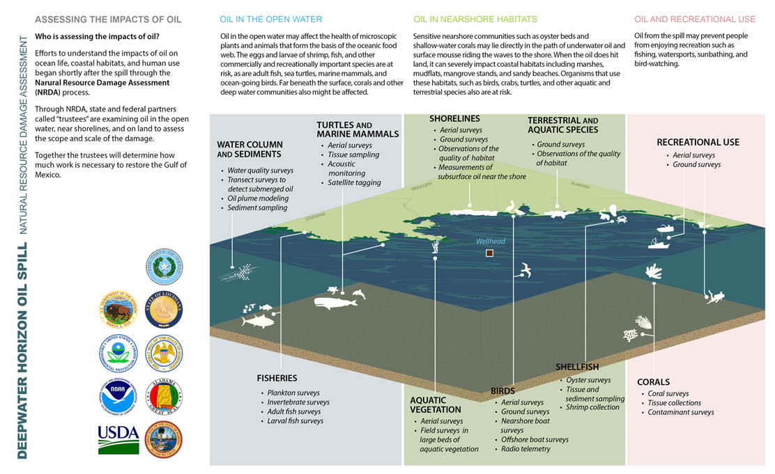 Infographic of the Deepwater Horizon oil spill Natural Resource Damage Assessment