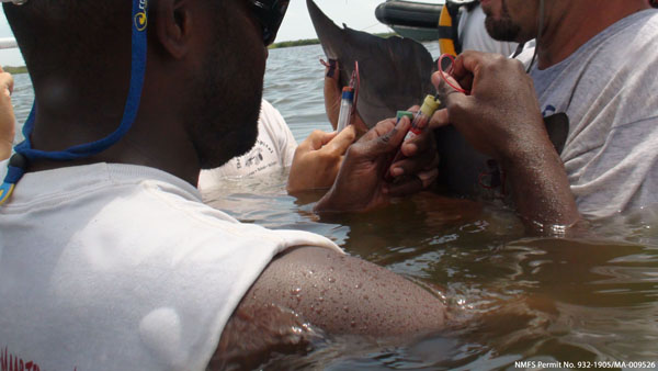 Aug 2011: Veterinarians collect samples from a Barataria Bay dolphin.
