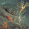 Deepwater coral