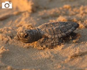 Baby turtle on a sandy beach