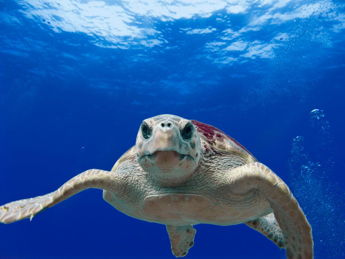 Sea Turtle in the Gulf of Mexico