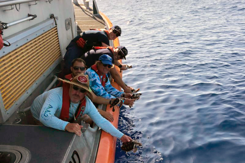 Five people hold hatchling turtles above the water off the side of a ship