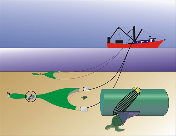 Illustrated diagram of a turtle excluder device