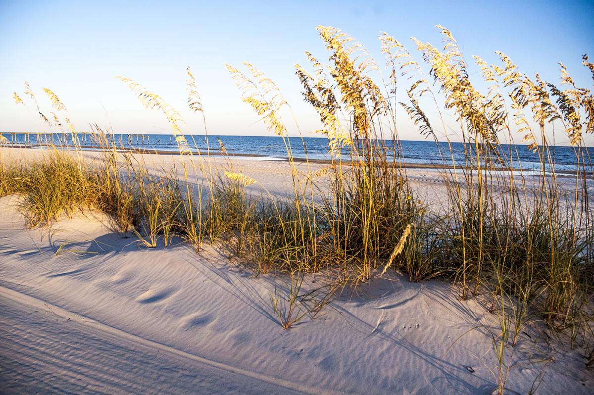 Grasses grow in the sand near the shoreline