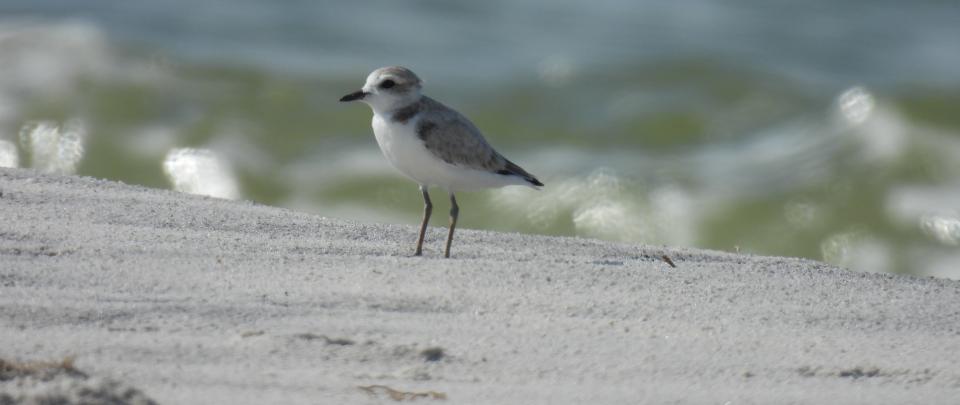 a small bird stands on sand
