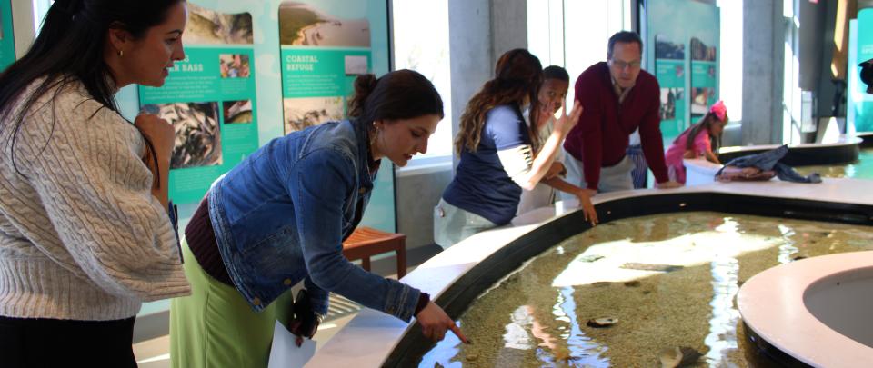 a lady stands over a touch tank and points into the water