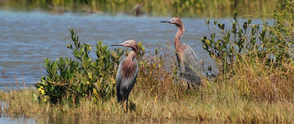 two brown birds look in the same direction, in a marsh