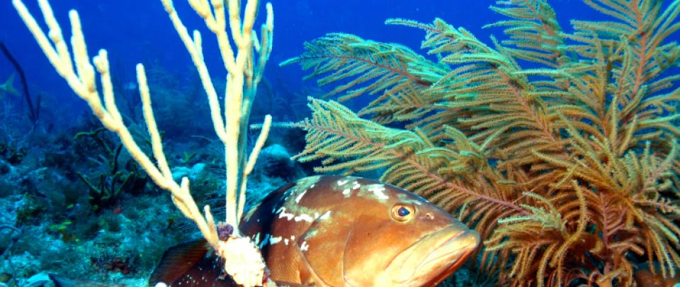 a red grouper hides amongst coral