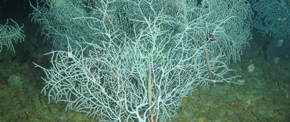 a tree-like leafy coral 