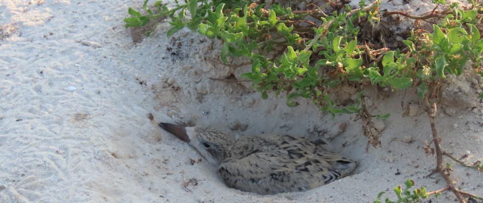 a baby bird in a sand hole 