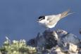 a small white bird with a black head is perched up on a rock