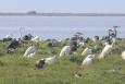 a group of grey and white birds are shown in green grass with water in the background