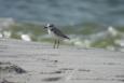 a small bird stands on sand