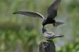 a black tern feeds a baby