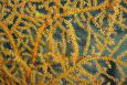 a close up look of yellow coral