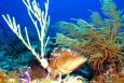 Red grouper (Photo: Southeast Fisheries Science Center) a red grouper hides amongst coral