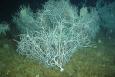 a tree-like leafy coral 