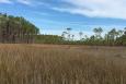 Tall grasses and trees in a marsh landscape in Mississippi.