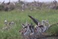 Juvenile pelicans on Queen Bess Island.