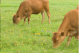 Cows grazing on a farm in a Louisiana watershed.