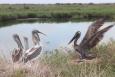 An adult pelican greets juveniles on Queen Bess Island.