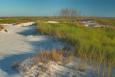 Beach with vegetation