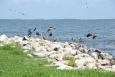 Pelicans flying around a rocky shoreline