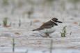 A Wilson's Plover stands on a sandy beach in Alabama.