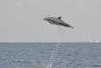 A bottlenose dolphin leaps out of the water in the Gulf of Mexico.