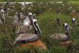 Nesting brown pelicans