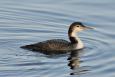 Common loon.