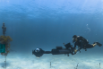 A diver operates a camera in a coral nursery.