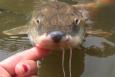 A scientist's hand holds up a small fish on the surface of water.