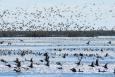A large flock of waterbirds take off above open water in Louisiana.
