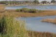 Pensacola living shorelines