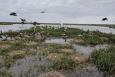 Pelicans nest on and fly over marsh and grass habitat on Louisiana's Rabbit Island.