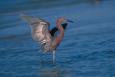 reddish egret