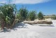 Beach habitat with grasses and a driftwood log.