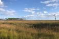 Grassy marsh with a small stand of trees in the background under a blue sky with scattered clouds.