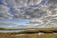 Marsh with some open water under layer of clouds dotting a bright blue sky..