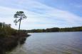 Marsh along the shore of Weeks Bay, Alabama.