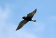 Black terns are one bird species being restored by a project from the 2019 Open Ocean Restoration Plan 1.