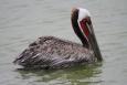 brown pelican in Texas