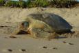 A large turtle sits on a beach. Image: Florida Fish and Wildlife