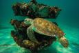 Green turtle swims by an artifical reef in the Gulf of Mexico. Image: Florida Fish and WIldlife