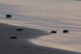 5 tiny turtle hatchlings crawl along a sandy beach