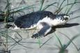 A Kemps Ridley sea turtle on the sand of a Texas beach, surrounded by grass. Image: EPA