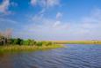 Marsh in Louisiana.