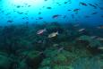 A school of creole wrasse (Clepticus parrae) swim along the reef. Location: Gulf of Mexico, Flower Garden Banks