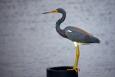 a tricolored heron stands on top of a black pipe with water in the background